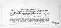 Pezizella epidemica image